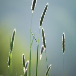 Meadow foxtail, Chee Dale