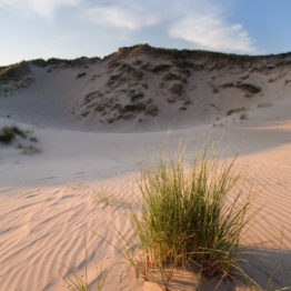 Dunes and bird tracks, Freshwater West