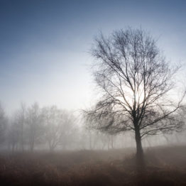 Downy birch tree, Eaglestone Flat Downy birch tree, Eaglestone Flat
