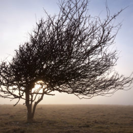 Hawthorn, Cuckmere Haven Hawthorn, Cuckmere Haven