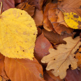 Lime, oak, elm and beech Lime, oak, elm and beech