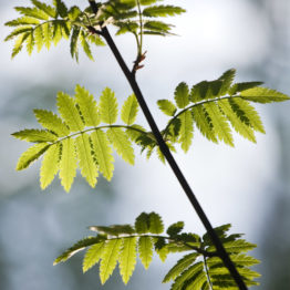 Rowan sapling, Manners Wood Rowan sapling, Manners Wood