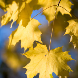 Maple leaves, Ullswater Maple leaves, Ullswater
