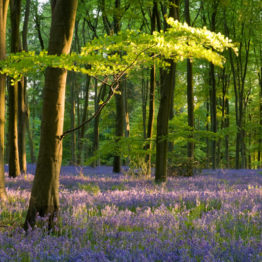 Dappled light, Micheldever Wood Dappled light, Micheldever Wood