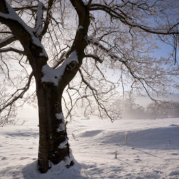 Oak and melting snow, Castleton Oak and melting snow, Castleton