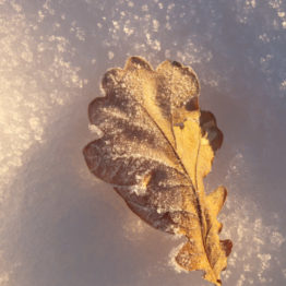 Oak leaf, Chatsworth Estate Oak leaf, Chatsworth Estate