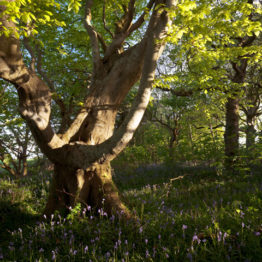 Gnarly beech, Penglais Gnarly beech, Penglais