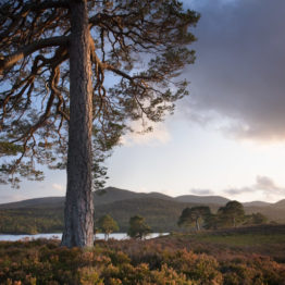 Pine tree, Glen Affric Pine tree, Glen Affric