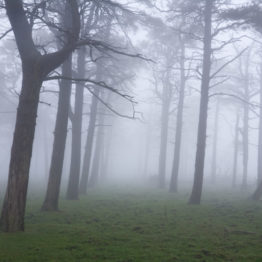 Plantation in mist near Satley Plantation in mist near Satley