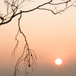 Silver birch, Ramsley Moor Silver birch, Ramsley Moor