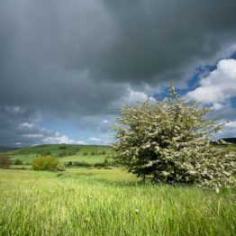 Hawthorn and hay meadow, Reapsmoor Hawthorn and hay meadow, Reapsmoor