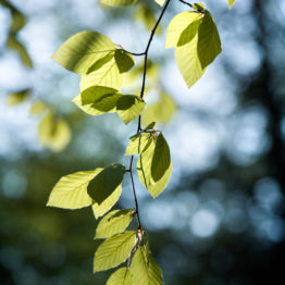 New beech leaves, Spring Wood New beech leaves, Spring Wood