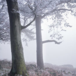 Stanage Plantation, freezing fog Stanage Plantation, freezing fog