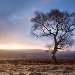 Silver birch at sunrise, Lawrence Field Silver birch at sunrise, Lawrence Field