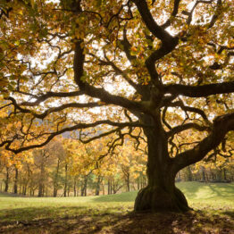 wasdale_old_oak_tree_october_2008_lrg Wasdale is home to many fine old trees. Among them this bottom heavy Common Oak (Quercus robur) stands out noticably within its surroundings. Ancient snaking branches are laden with coppery autumn foliage, scattering a warm glow.