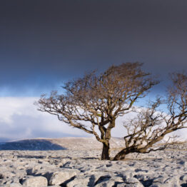 white_scars_passing_shadow_februa_lrg Early morning sunshine bathes the limestone pavement above White Scars cave near Ingleton. This is a strange but beautiful landscape where rocks have been scoured by an advancing ice sheet, creating the characteristic incised texture. Some of the best examples of this type of environment are to be found in North Yorkshire.