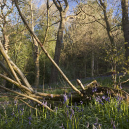 Fallen rowan, sprouting hazel, Linacre Wood In Linacre Wood, Derbyshire, a fallen rowan lies among English bluebells (Hyacinthoides non-scripta). A hazel (Corylus avellana) sprouts from the tree's moss-covered base.