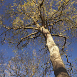 Emerging oak, Ecclesall Woods New leaves emerging on an oak tree (Quercus robur) glow in early morning light as it catches the canopy of Ecclesall Woods in Sheffield.