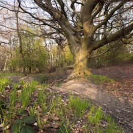 An ancient beech (Fagus sylvatica) could well have gained this shape through historical pollarding.  Although it has ancient status Smithy Wood, on the northeastern outskirts of Sheffield, is under threat of development.