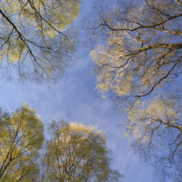 Silver birch and cirrostratus clouds, Stanton Moor Wisps of cirrostratus fibratus pass over a canopy formed entirely of silver birch (Betula pendula) growing on Stanton Moor in Derbyshire.