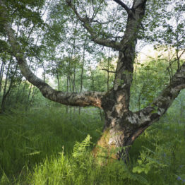 Silver birch and bracken, Smithy Wood An old silver birch (Betula pendula), illuminated by the long rays of the setting sun. Although it has ancient status Smithy Wood, on the northeastern outskirts of Sheffield, is under threat of development.