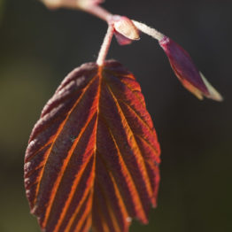 Corylopsis sinensis, chinese winter hazel, my garden The red-tinged spring foliage of the Chinese winter hazel (Corylopsis sinensis). This deciduous shrub / small tree thrives in the dappled shade of my woodland garden, in Sheffield, South Yorkshire.