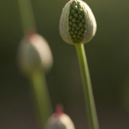 The drumstick allium (Allium sphaerocephalon) produces an egg-shaped purple-red flower on top of a tall and delicate stem.  This plant is still weeks away from coming into flower. It is thought to be native at only two locations in Britain but is widely grown in gardens, where it is much-loved by bees.