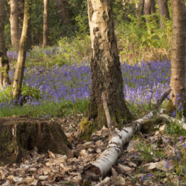 Ecclesall Woods in Sheffield, South Yorkshire, is well-known for its displays of bluebells (Hyacinthoides non-scripta) each spring, here growing below birch (Betula spp.)  This part of the woods is managed through conservation coppicing, which assists wildflower regeneration.