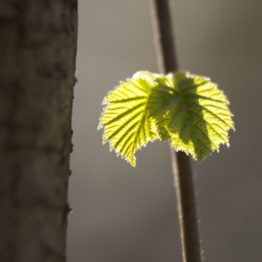 coppiced hazel, emerging leaves, ecclesall woods Hazel (Corylus avellana) was one of the key species to be coppiced historically in Ecclesall Woods, Sheffield. The coppiced poles or 'small wood' can be made into hurdles, baskets and many other household items. Coppicing encourges the growth of more stems and prolongs hazelÕs lifespan from 80 to two hundred plus years.