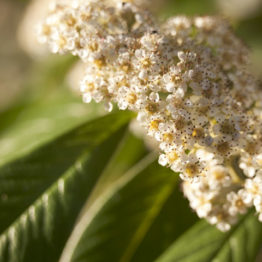 cotoneaster frigidus, tree cotoneaster, my garden Tree cotoneaster (Cotoneaster frigidus) is a large shrub, or small tree, which makes a valuable contribution to a wildlife garden. It produces masses of insect-attracting flowers in summer, which are followed by masses of red berries that are devoured by birds.