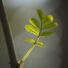 emerging common ash leaves, ecclesall woods The emerging leaves of common ash (Fraxinus excelsior) can be confused with rowan, with which it shares the form of oppositely arranged leaflets. Ash lacks the obvious serrated leaf margin seen with rowan and the leaflets are considerably larger.
