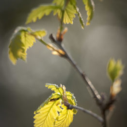 emerging oak leaves, ecclesall woods Oak (Quercus spp.) is Britain's commonest tree and is among the easiest to identify when in leaf. Freshly emerging foliage in spring is gold with a hint of red and is defined by a symmetrical form and rounded lobes along the leaf margin.