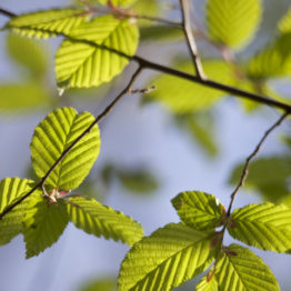 hornbeam leaves, ecclesall woods Hornbeam (Carpinus betulus) can be hard to tell apart from the more commonly seen beech (Fagus sylvatica). Hornbeam leaves are longer and narrower than beech, which appears rounder. Hornbeam bark is notable for its striated appearance; the North American's know it as 'musclewood'.