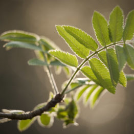 rowan leaves, ecclesall woods Rowan (Sorbus aucuparia) leaves are comprised of a number of leaflets arranged oppositely along the stem. The alternative name - mountain ash - recalls both the tree's habitat and its resemblance to common ash (Fraxinus excelsior). Rowan differs from its namesake on account of the smaller leaflets that feature a serrated margin.