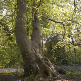 slumped beech, ecclesall woods This striking beech (Fagus sylvatica) has an unusually slumped shape and a low crown. It could be a ÔlapsedÕ coppice, although there are natural causes that could explain the growth habit.