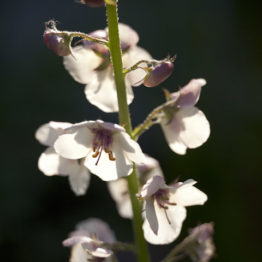 Verbascum chaixxi 'Album' is closely related to our native mulleins and attracts many pollinating insects. It is a prolifc flowerer and self-seeds freely, making it a great addition to an informal garden or meadow.