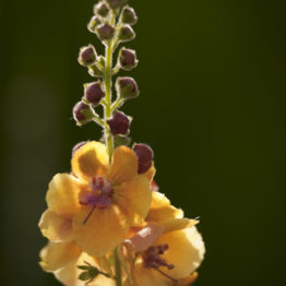 Verbascum 'Clementine' is a hybrid mullein, closely related to our native mulleins and is equally attractive to pollinators. In my garden I mulch around the semi-evergreen leaf rosettes each autumn to protect the plants from winter damage.