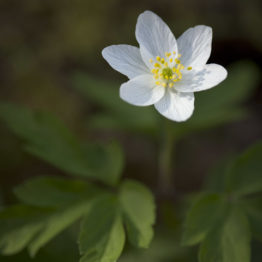 Wood anemones (Anemone nemorosa) grow in woodland habitats, like here in Gillfield Wood, an ancient woodland on the western edge of Sheffield. Wood anemone (Anemone nemorosa) is a low-growing plant with variable flowers, ranging from five to seven petals. It is among the earliest spring flowers, appearing in March Ð April, and spreads out to form a carpet that thrives in light shade.