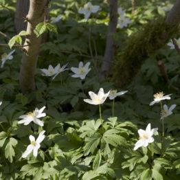 Wood anemones (Anemone nemorosa) grow in woodland habitats, like here in Gillfield Wood, an ancient woodland on the western edge of Sheffield. They flower early in the year - they are among the first native plants to bloom - before the deciduous tree canopy closes over.  Wood anenomes are especially important for early pollinators.