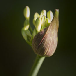 The flower buds of a white form of the African lily (Agapathus spp.) emerge from the outer protective calyx.  At this stage the bloom resembles those of certain onions (Allium spp.), which is unsurprising considering that both plants are part of the Amaryllidaceae family.