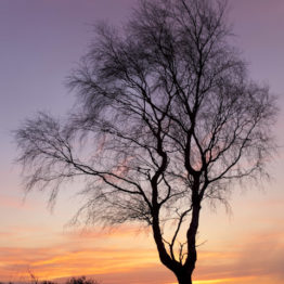 betula pendula - silver birch, ramsley moor - fran halsall A silver birch (Betula pendula) framed against the sunrise from Ramsley Moor, on the outskirts of Sheffield. Birch trees are a familiar site on the uplands of Northeast Derbyshire.