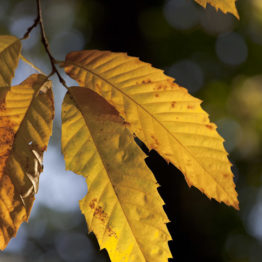 castanea sativa, sweet chestnut leaves, ecclesall woods - fran halsall The long, toothed leaves of sweet chestnut (Castanea sativa) growing in Ecclesall Woods, Sheffield. This tree was introduced into Britain from Southern Europe and was planted in these woods around 200 years ago as a fast-growing alternative to oak. Sweet chestunt coppices well and is still grown commercially in parts of southern England.