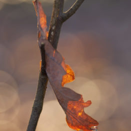 quercus, drip on oak leaf, ecclesall woods - fran halsall A single oak leaf (Quercus spp.) caught in the nook of a twig in Ecclesall Woods, Sheffield. This is an upland oak-birch woodland and oak is the dominant species. The only way to tell English oak (Q. robur from sessile oak (Q. petraea) is by examining how the acorns attach to the twigs.