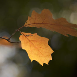 quercus rubra, red oak, ecclesall woods - fran halsall In common with most oaks, red oak (Quercus rubra) leaves have a characteristically deeply lobed edge. Unlike the rounded lobes of our native oaks, this North American import can be identified by its pointed lobes. It one of the more commonly planted of the introduced oaks.