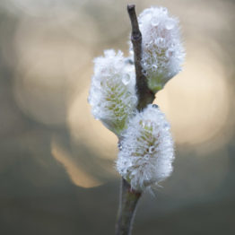 salix, dew on willow catkins, ecclesall woods - fran halsall Willow (Salix spp.) catkin buds making an appearance in Ecclesall Woods, Sheffield. Willow are only found in the parts of the wood where the soils are consistently damp. When the catkins fully burst, they are the earliest-flowering and most nectar-rich species in the woods. Making them vital food plants for many insects.