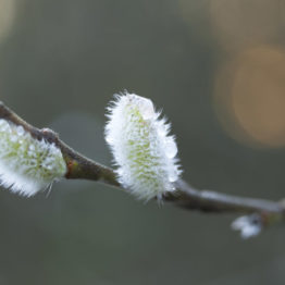 salix, frozen dew on willow catkins, ecclesall woods - fran halsall Willow (Salix spp.) catkin buds making an appearance in Ecclesall Woods, Sheffield. Willow are only found in the parts of the wood where the soils are consistently damp. When the catkins fully burst, they are the earliest-flowering and most nectar-rich species in the woods. Making them vital food plants for many insects.