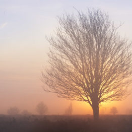 sorbus aucuparia - rowan, misty ramsley moor - fran halsall A rowan (Sorbus aucuparia) silhouetted by the sun rising through mist on Ramsley Moor, at the western edge of Sheffield. Rowan trees are one of the characteristic species of the Northeast Derbyshire uplands.