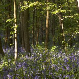 Bluebells and broadleaf woodland, owler car wood, moss valley nature reserve Bluebells and broadleaf woodland, owler car wood, moss valley nature reserve