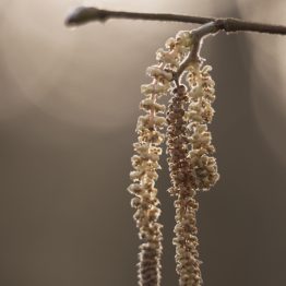 Corylus avellana, hazel catkins, Ecclesall Woods Corylus avellana, hazel catkins, Ecclesall Woods