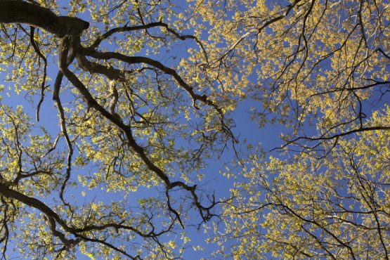 Quercus petraea, sessile oak canopy, Ecclesall Woods